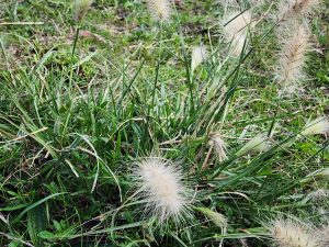 Feathertop (Pennisetum villosum)