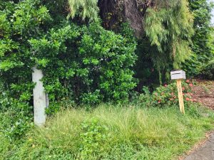 Mirror bush (Coprosma repens)