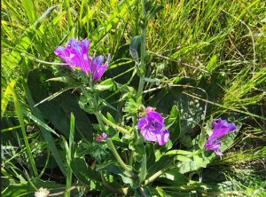 Paterson’s curse (Echium plantagineum)